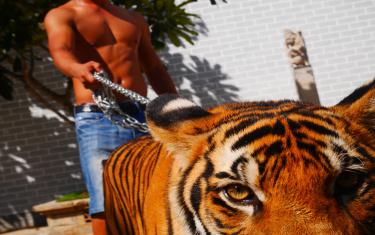 screenshoot for The Tiger Mafia
